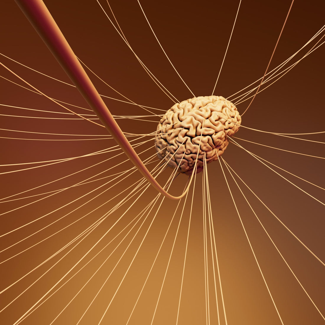 Z czego składa się układ nerwowy? - NeuroGenesis